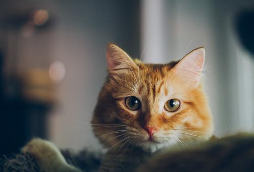 My cat is incredibly picky when it comes to food, but she absolutely loves Alaskan Gold Salmon. It's the only food she'll eat consistently, and I've noticed a big improvement in her overall health since we transitioned to this food. 