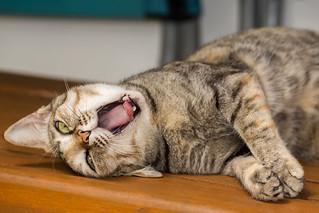 After switching to Alaskan, my cat's digestive issues have disappeared. She used to have frequent stomach problems, but now she's happy and healthy. I highly recommend this food to anyone with a cat who has digestive issues.