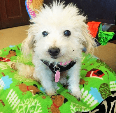 I was hesitant to try a new pet food for my senior dog, but I'm so glad I gave Alaskan Gold Pet Food a chance. It's made a noticeable difference in her energy levels and mobility, and I feel good knowing that I'm feeding her something that's truly nutritious.