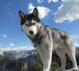 I've been a loyal Alaskan Gold customer, and I can confidently recommend as my husky has done very well on the salmon formula. The quality of the ingredients is unbeatable, and my dogs have never been healthier or happier.
