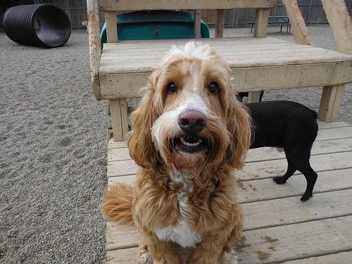 I've been feeding my dog Alaskan Gold Super3 dog food for a few months now, and the difference in her coat and overall health is remarkable. She's more energetic and happy, and her coat is shinier than ever before. I'm so glad I made the switch!